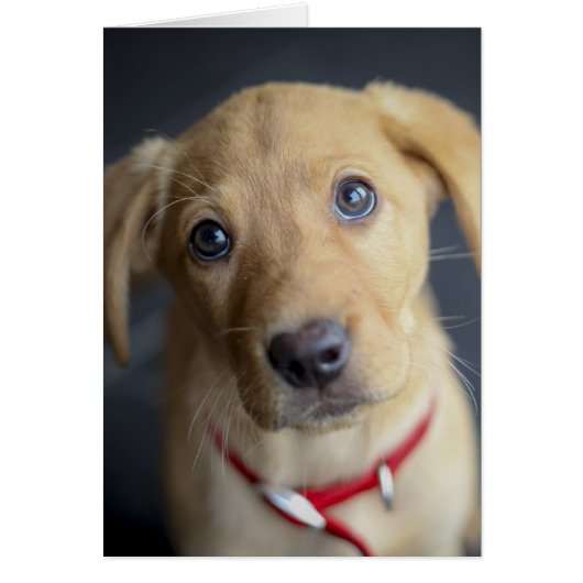 Fox Red Labrador Puppy Cards (Front)