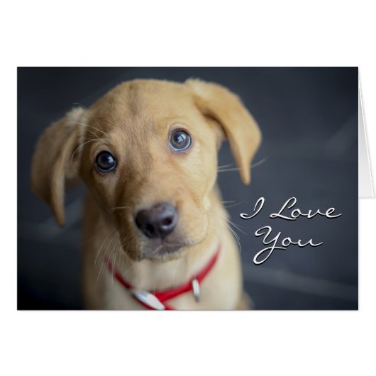 Fox Red Labrador Puppy Cards (Front Horizontal)