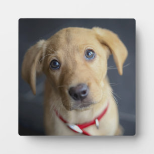 Fox Red Labrador Puppy Plaque
