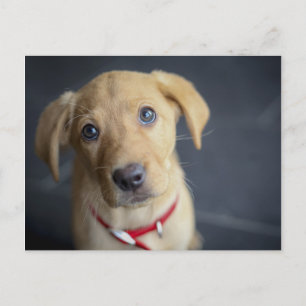 Fox Red Labrador Puppy Postcard