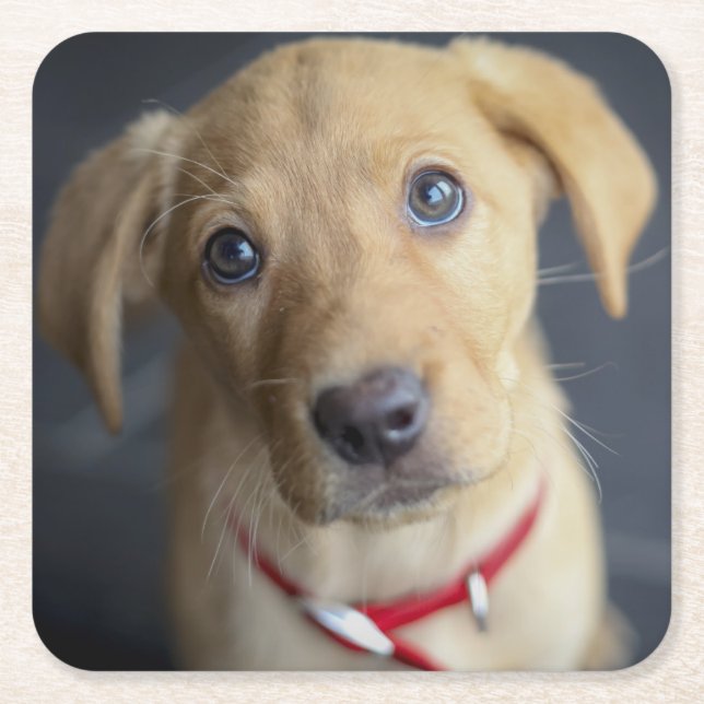 Fox Red Labrador Puppy Square Paper Coaster (Front)