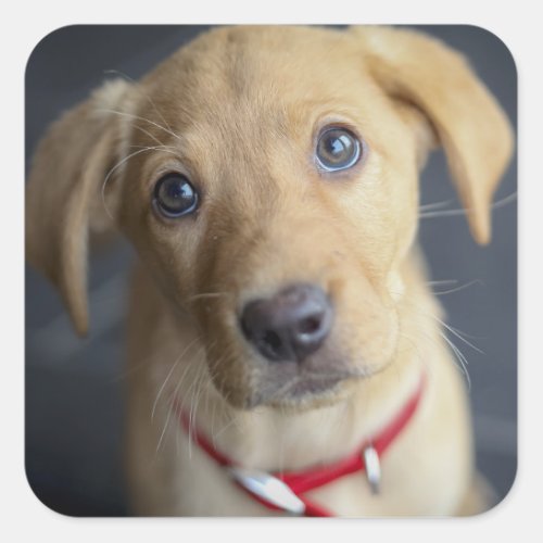 Fox Red Labrador Puppy Square Sticker