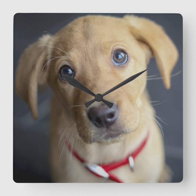 Fox Red Labrador Puppy Square Wall Clock (Front)