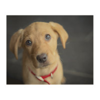 Fox Red Labrador Puppy