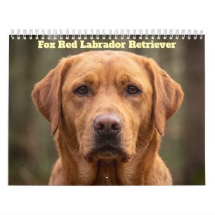 Fox Red Labrador Retriever 2027 Calendar