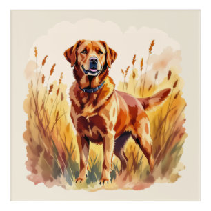 Fox Red Labrador Retriever Dog Acrylic Print