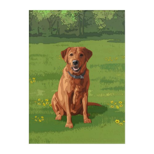 Fox Red Yellow Labrador Retriever Dog Acrylic Print