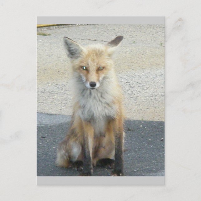 Fox "Scooter" IBSP Postcard (Front)