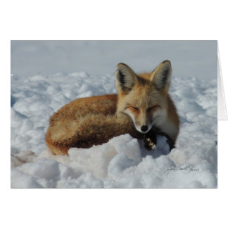 Fox sleeping in snow cards