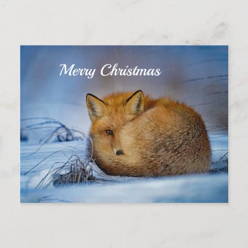 Fox Sleeping Snow Photo Christmas Postcard