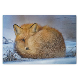 Fox Sleeping Snow Photo Tissue Paper