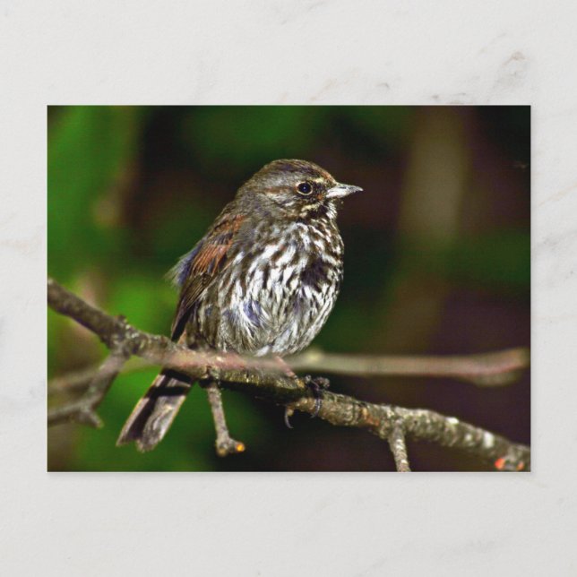 Fox Sparrow Postcard (Front)