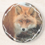 Fox Species Coaster