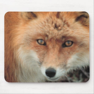 Fox Species Mouse Pad