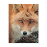 Fox Species Postcard
