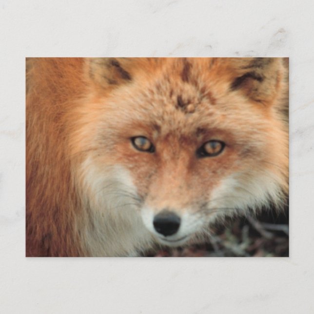 Fox Species Postcard (Front)