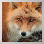 Fox Species Poster