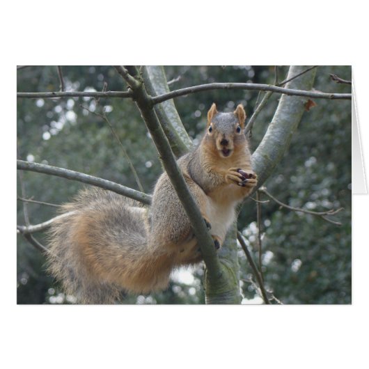 Fox Squirrel Cards (Front Horizontal)