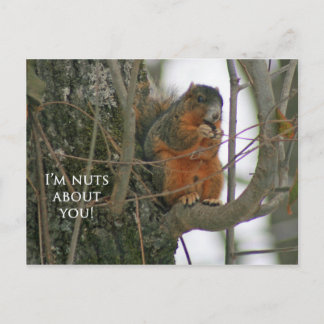 Fox Squirrel - I'm Nuts about You! Postcard