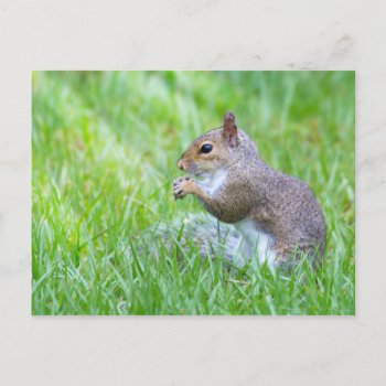 Fox Squirrel Postcard by KitzmanDesignStudio at Zazzle