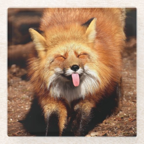 Fox Sticking Its Tongue Out Glass Coaster