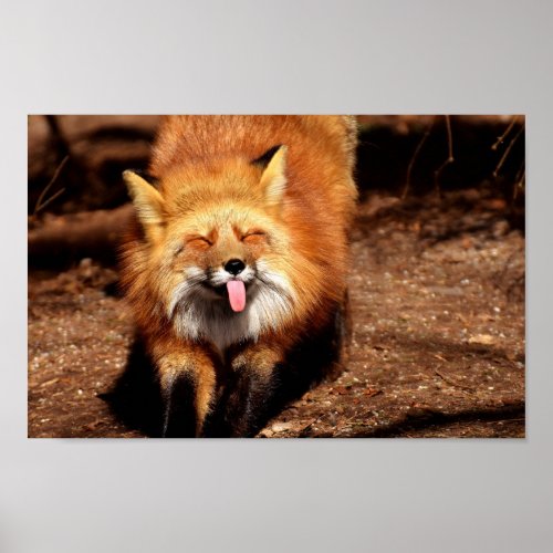 Fox Sticking Its Tongue Out Poster