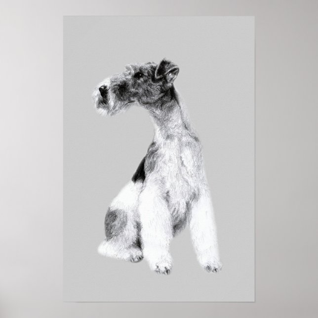 Fox Terrier Drawing Poster (Front)