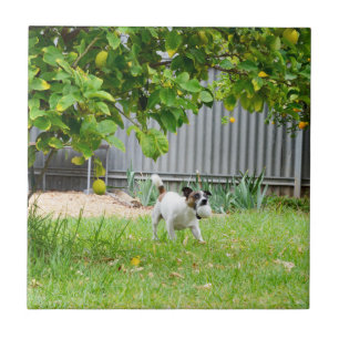 Fox Terrier Funny Scare Face, Ceramic Tile