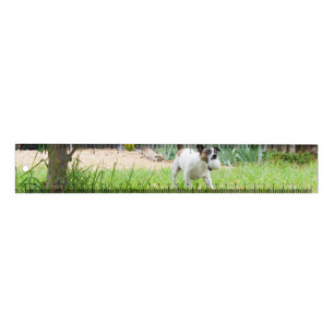 Fox Terrier Funny Scare Face, Ruler
