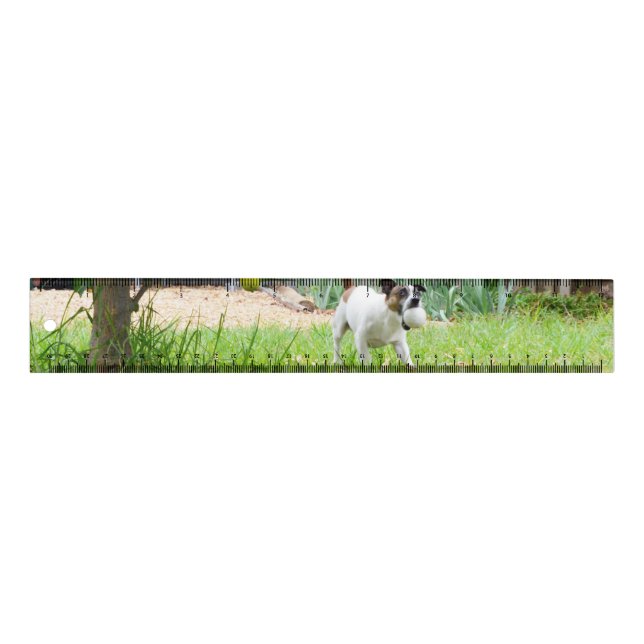 Fox Terrier Funny Scare Face, Ruler (Front)