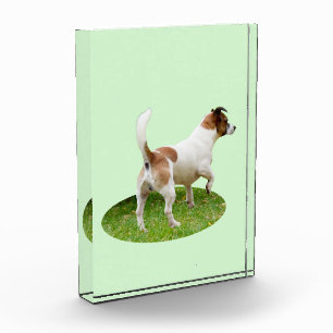 Fox Terrier On Alert, Photo Block
