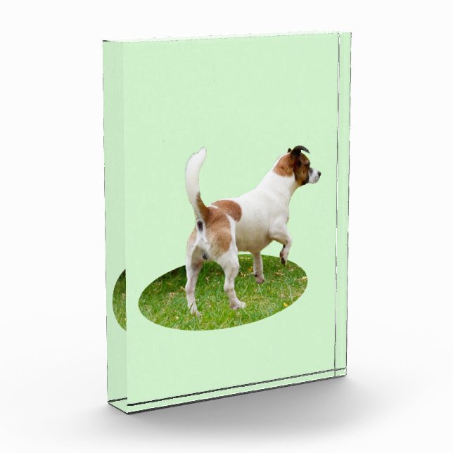 Fox Terrier On Alert, Photo Block (Left)