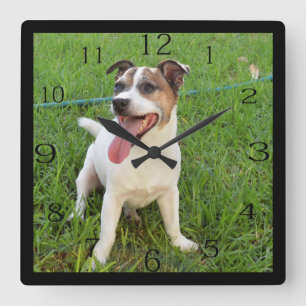 Fox Terrier, Tongue In Cheek, Square Wall Clock