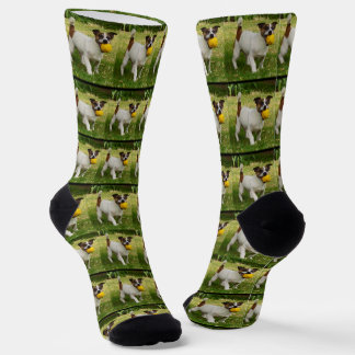 Fox Terrier With His Ball Pattern,  Socks