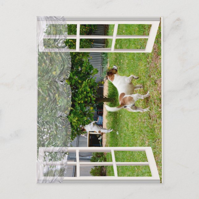Fox Terriers Exploring The Garden,  Postcard (Front)