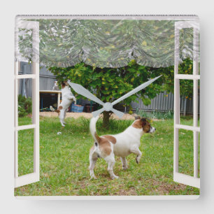 Fox Terriers Exploring The Garden, Square Wall Clock