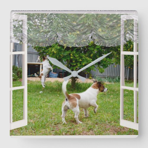 Fox Terriers Exploring The Garden Square Wall Clock