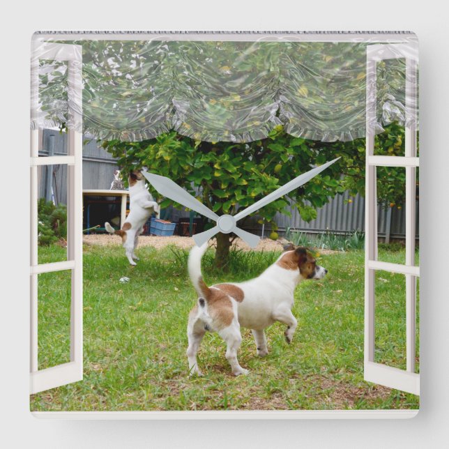 Fox Terriers Exploring The Garden, Square Wall Clock (Front)