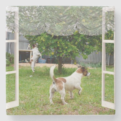 Fox Terriers Exploring The Garden  Stone Coaster