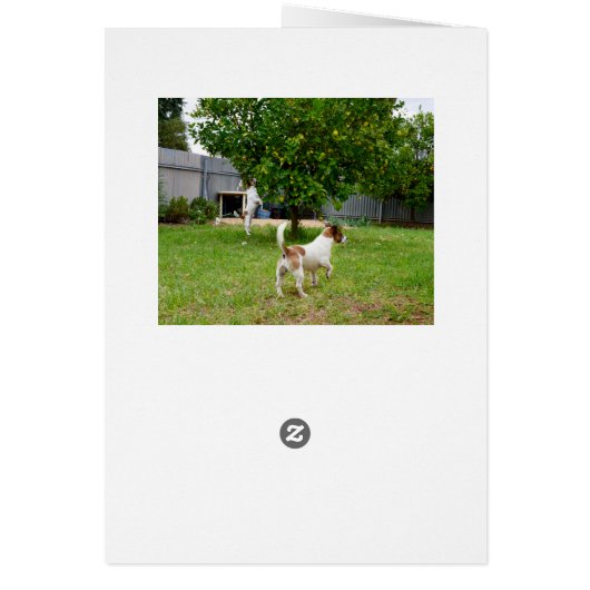 Fox Terriers Play Time, (Back)