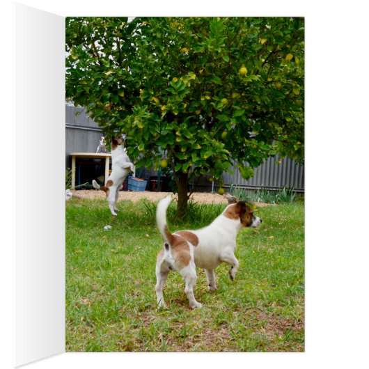 Fox Terriers Play Time, (Inside (Right))