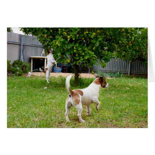 Fox Terriers Play Time, Cards (Front Horizontal)