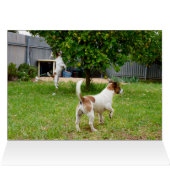 Fox Terriers Play Time, Cards (Inside Horizontal (Top))