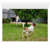 Fox Terriers Play Time, Cards (Inside Horizontal (Bottom))