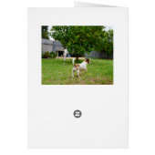 Fox Terriers Play Time, Cards (Back)
