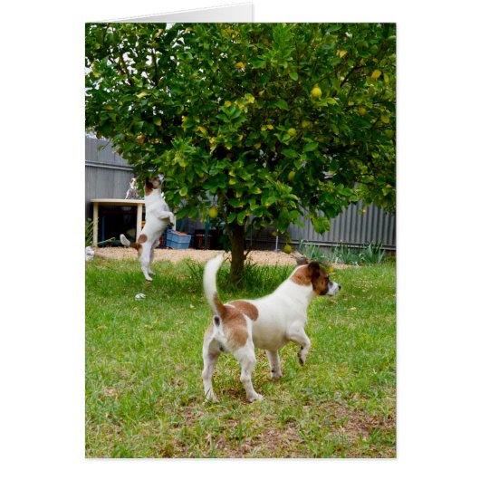 Fox Terriers Play Time, Cards (Front)