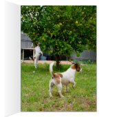 Fox Terriers Play Time, Cards (Inside (Right))