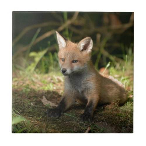 Fox Wildlife Wild Animals Ceramic Tile