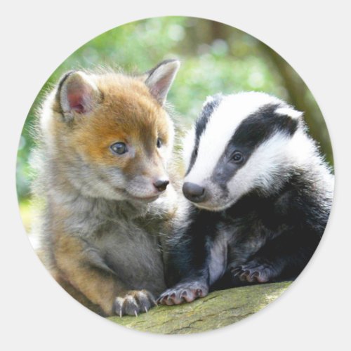 Foxcub  Badger Cute Classic Round Sticker