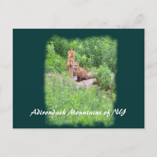 Foxes, Adirondack Mountains of NY Postcard